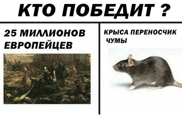 Дератизация от грызунов от крыс и мышей в Иркутске