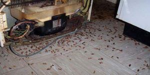 Поморить тараканов в квартире в Иркутске, цены