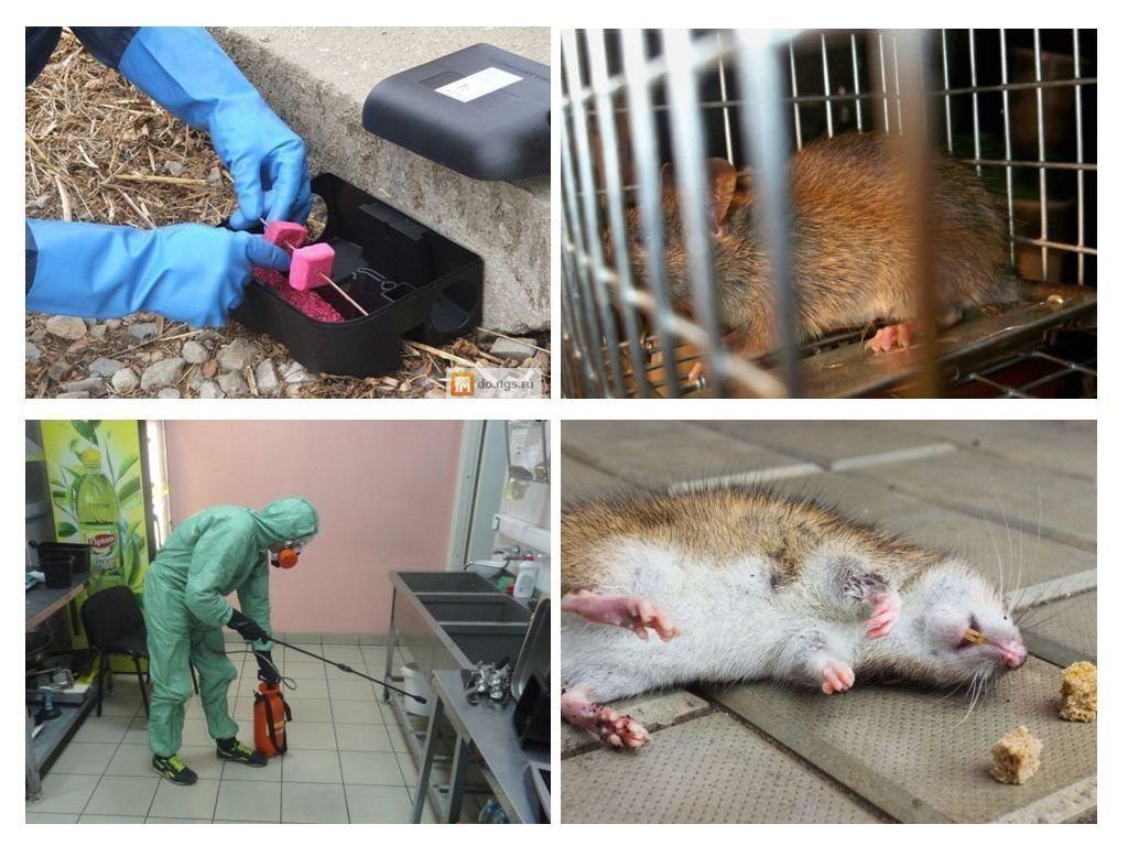 Обработка от грызунов крыс и мышей в Иркутске