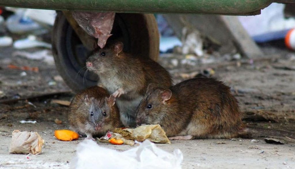 Травить грызунов крыс и мышей в Иркутске
