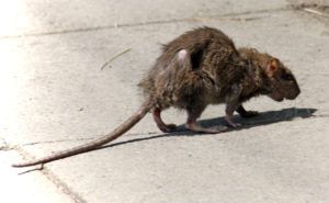 Фирма по уничтожению грызунов, крыс и мышей в Иркутске