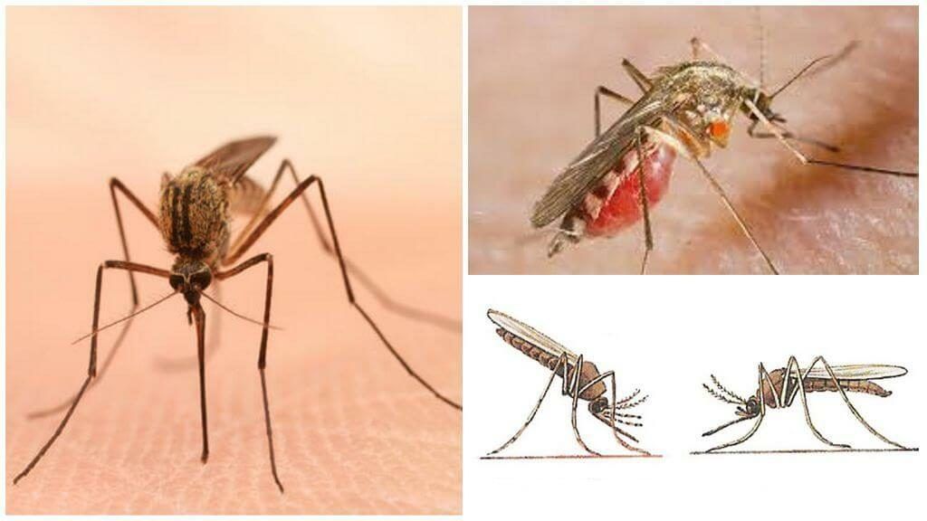 Уничтожение комаров в Иркутске