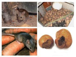 Служба по уничтожению грызунов, крыс и мышей в Иркутске