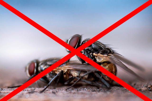 Профессиональное уничтожение мух в Иркутске с гарантией
