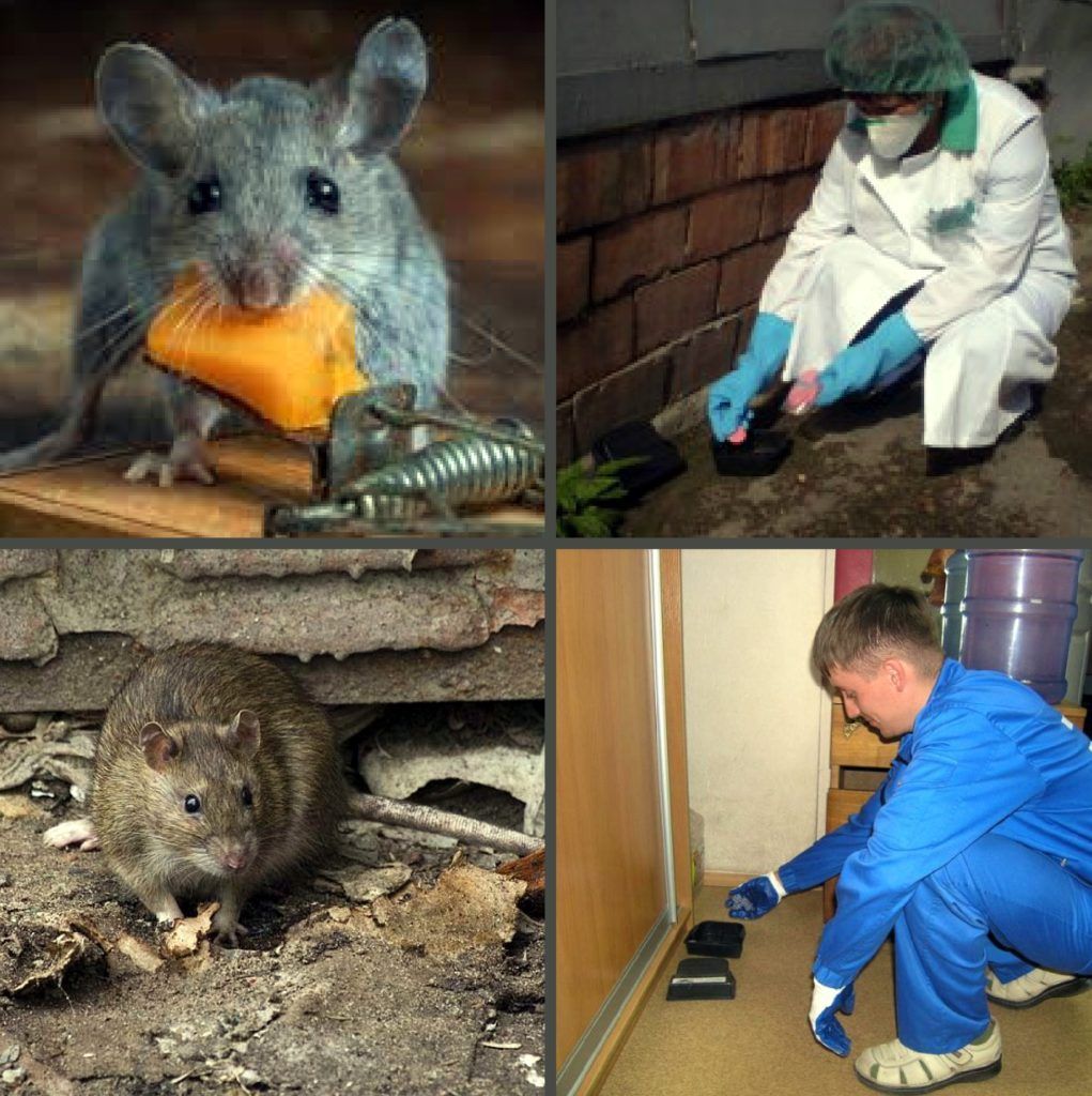 Дезинфекция от грызунов, крыс и мышей в Иркутске