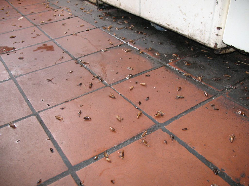 Уничтожение тараканов в квартире в Иркутске 