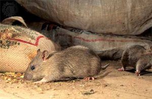 Дератизация от грызунов от крыс и мышей в Иркутске