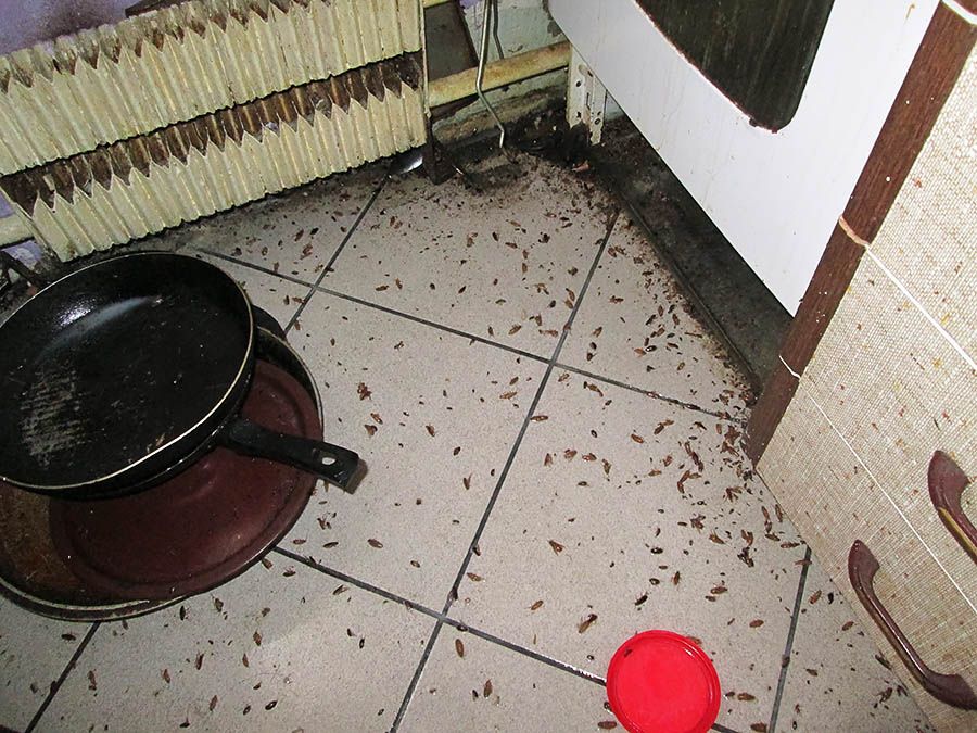 Санэпидемстанция от тараканов в Иркутске, вызвать, цены